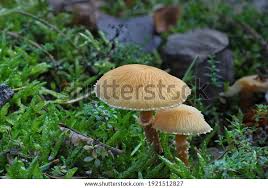 Attēlu rezultāti vaicājumam “Cystoderma amianthinum”