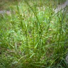 Attēlu rezultāti vaicājumam “Juncus stygius”