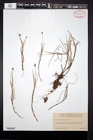 Attēlu rezultāti vaicājumam “Carex chordorrhiza”