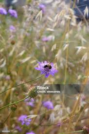 Attēlu rezultāti vaicājumam “Knautia arvensis flower”