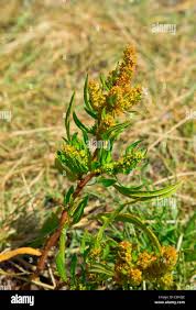 Attēlu rezultāti vaicājumam “Rumex maritimus”