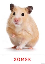 Image result for хомяк