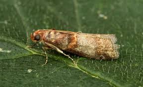 Attēlu rezultāti vaicājumam “Acrobasis advenella”