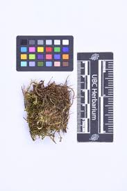 Attēlu rezultāti vaicājumam “Lophozia laxa”