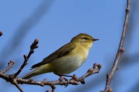 Attēlu rezultāti vaicājumam “Phylloscopus trochilus”