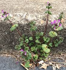 Attēlu rezultāti vaicājumam “Lamium amplexicaule”