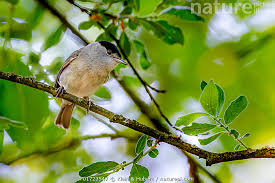 Attēlu rezultāti vaicājumam “Sylvia atricapilla male”