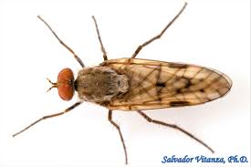 Attēlu rezultāti vaicājumam “Therevidae”