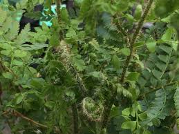 Attēlu rezultāti vaicājumam “Polystichum braunii”