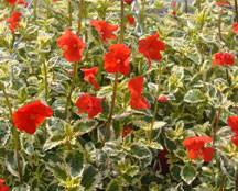 Image result for Alonsoa liniflora