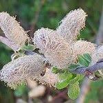 Attēlu rezultāti vaicājumam “Salix aurita flower”