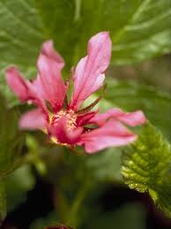 Attēlu rezultāti vaicājumam “Rubus arcticus flower”