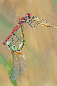 Attēlu rezultāti vaicājumam “Sympetrum”