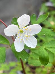 Attēlu rezultāti vaicājumam “Isopyrum thalictroides fruit”