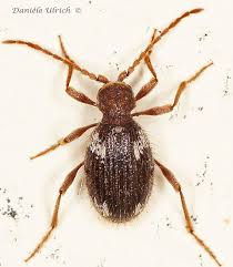 Attēlu rezultāti vaicājumam “Ptinus sp. female”