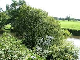 Attēlu rezultāti vaicājumam “Salix cinerea”