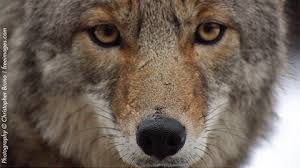 Image result for Hartlepool Coyotes