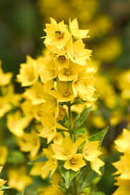 Attēlu rezultāti vaicājumam “Lysimachia punctata”