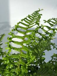 Attēlu rezultāti vaicājumam “Dryopteris cristata”