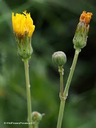 Attēlu rezultāti vaicājumam “Leontodon autumnalis  leaf”