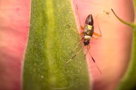 Attēlu rezultāti vaicājumam “Closterotomus biclavatus”