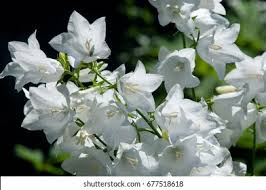 Image result for Campanula formanekiana