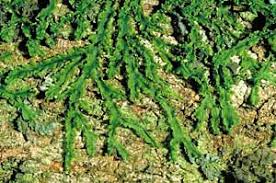 Attēlu rezultāti vaicājumam “Anthocerotopsida”