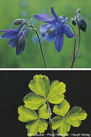 Attēlu rezultāti vaicājumam “Aquilegia vulgaris leaf”