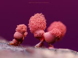 Attēlu rezultāti vaicājumam “Craterium minutum young”