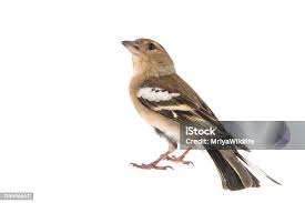 Attēlu rezultāti vaicājumam “Fringilla coelebs juvenile”