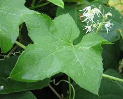 Attēlu rezultāti vaicājumam “Echinocystis lobata leaf”