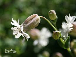 Attēlu rezultāti vaicājumam “Silene vulgaris bud”