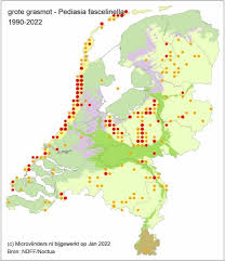 Attēlu rezultāti vaicājumam “Pediasia fascelinella”