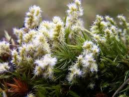 Attēlu rezultāti vaicājumam “Racomitrium canescens”