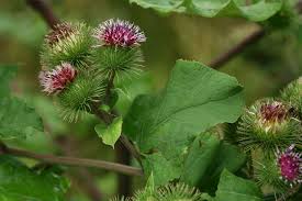 Attēlu rezultāti vaicājumam “Arctium lappa”