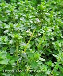 Attēlu rezultāti vaicājumam “Thymus vulgaris”