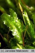 Attēlu rezultāti vaicājumam “Homalia trichomanoides sporophyte”