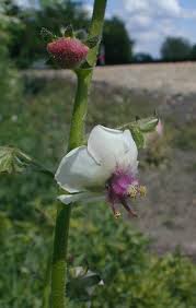 Image result for Verbascum blattaria