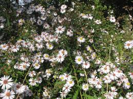 Attēlu rezultāti vaicājumam “Symphyotrichum x salignum flower”