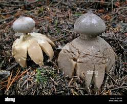 Attēlu rezultāti vaicājumam “Geastrum pectinatum”