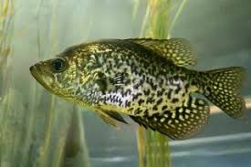 Image result for Pomoxis nigromaculatus