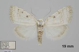 Attēlu rezultāti vaicājumam “Nola aerugula”