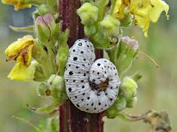 Attēlu rezultāti vaicājumam “Tenthredo scrophulariae larva”