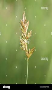 Attēlu rezultāti vaicājumam “Carex arenaria  flower”