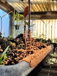 Attēlu rezultāti vaicājumam “Fuligo gyrosa”