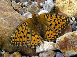 Attēlu rezultāti vaicājumam “Argynnis niobe”