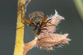 Attēlu rezultāti vaicājumam “Closterotomus biclavatus”