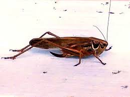 Attēlu rezultāti vaicājumam “Metrioptera roeselii”