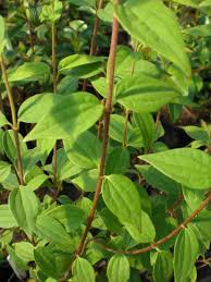 Attēlu rezultāti vaicājumam “Philadelphus lemoinei”