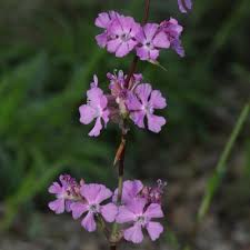 Attēlu rezultāti vaicājumam “Silene viscaria leaf”